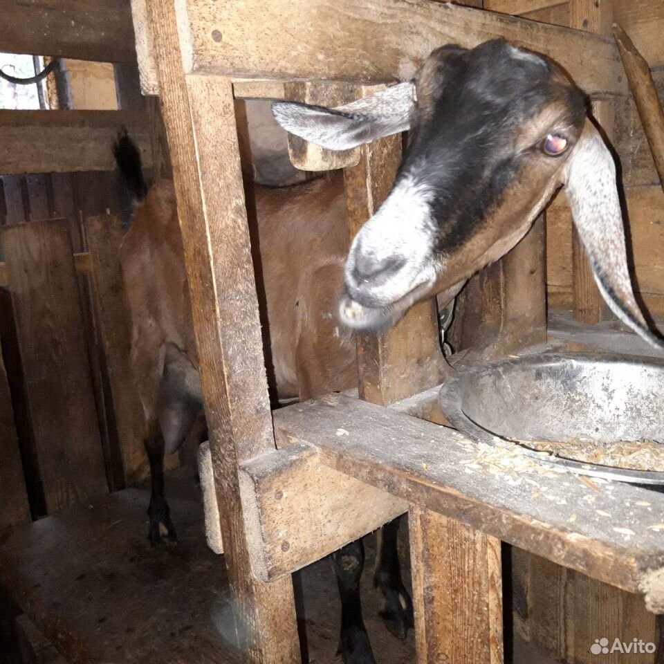 Дойная коза купить на Зозу.ру - фотография № 2