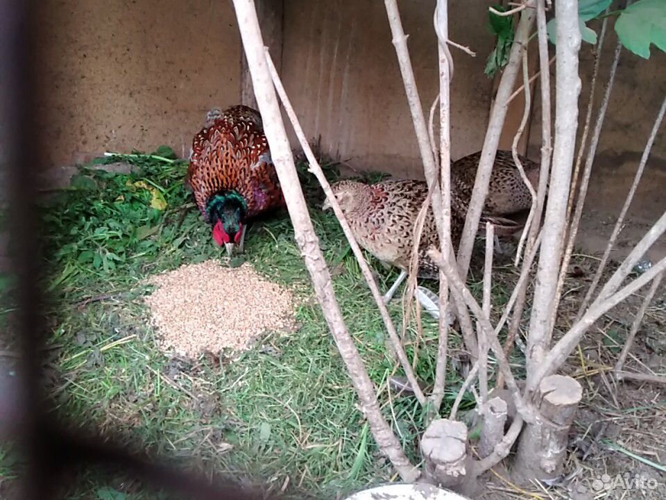 Охотничий фазан купить на Зозу.ру - фотография № 3