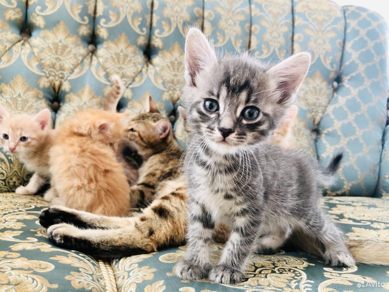 Очаровательные котята купить на Зозу.ру - фотография № 2
