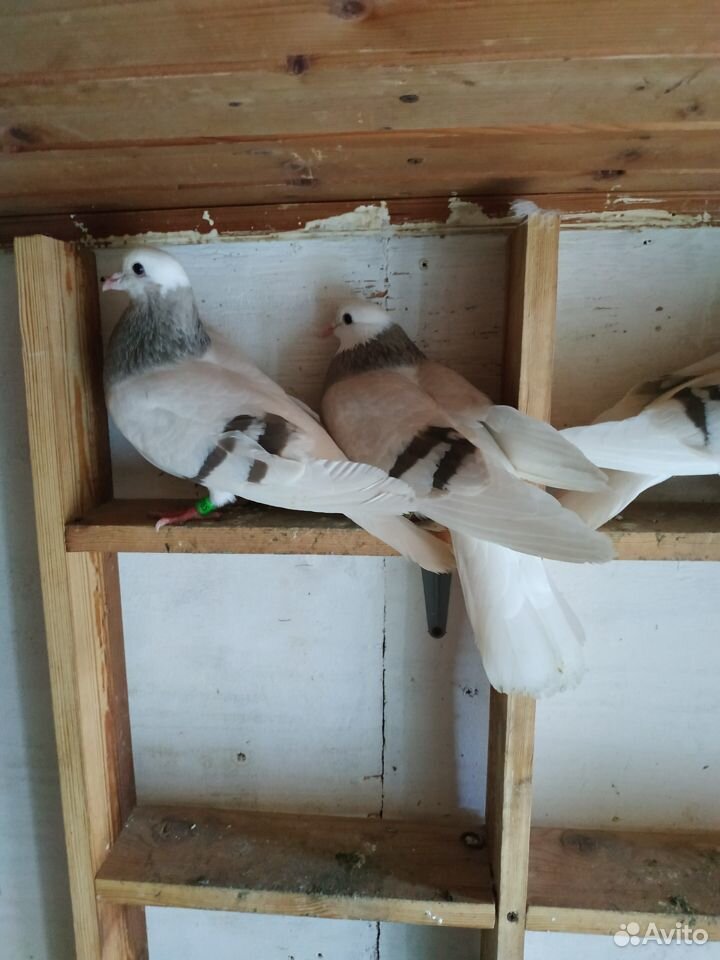 Пермские голуби купить на Зозу.ру - фотография № 2