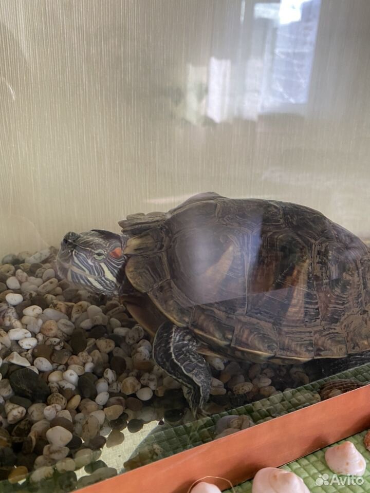 Красноухая черепаха с аквариумом купить на Зозу.ру - фотография № 2