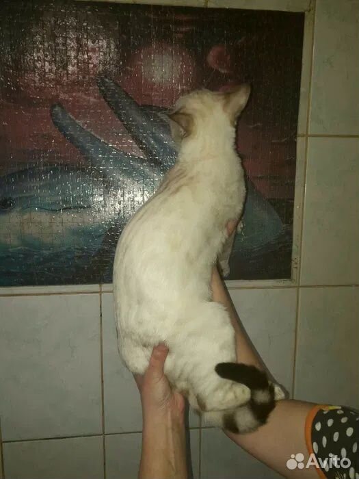 Кот в надежные и заботливые руки купить на Зозу.ру - фотография № 4
