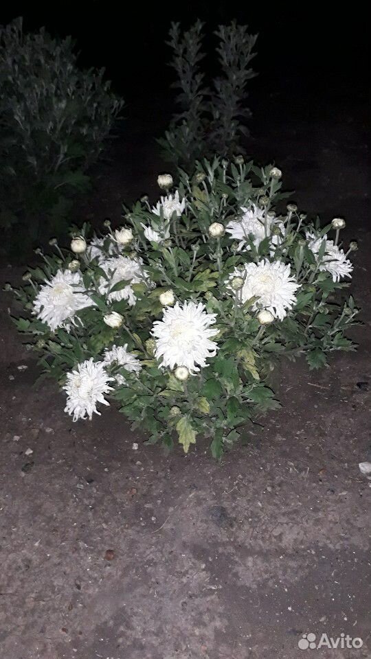 Хризантемы купить на Зозу.ру - фотография № 1