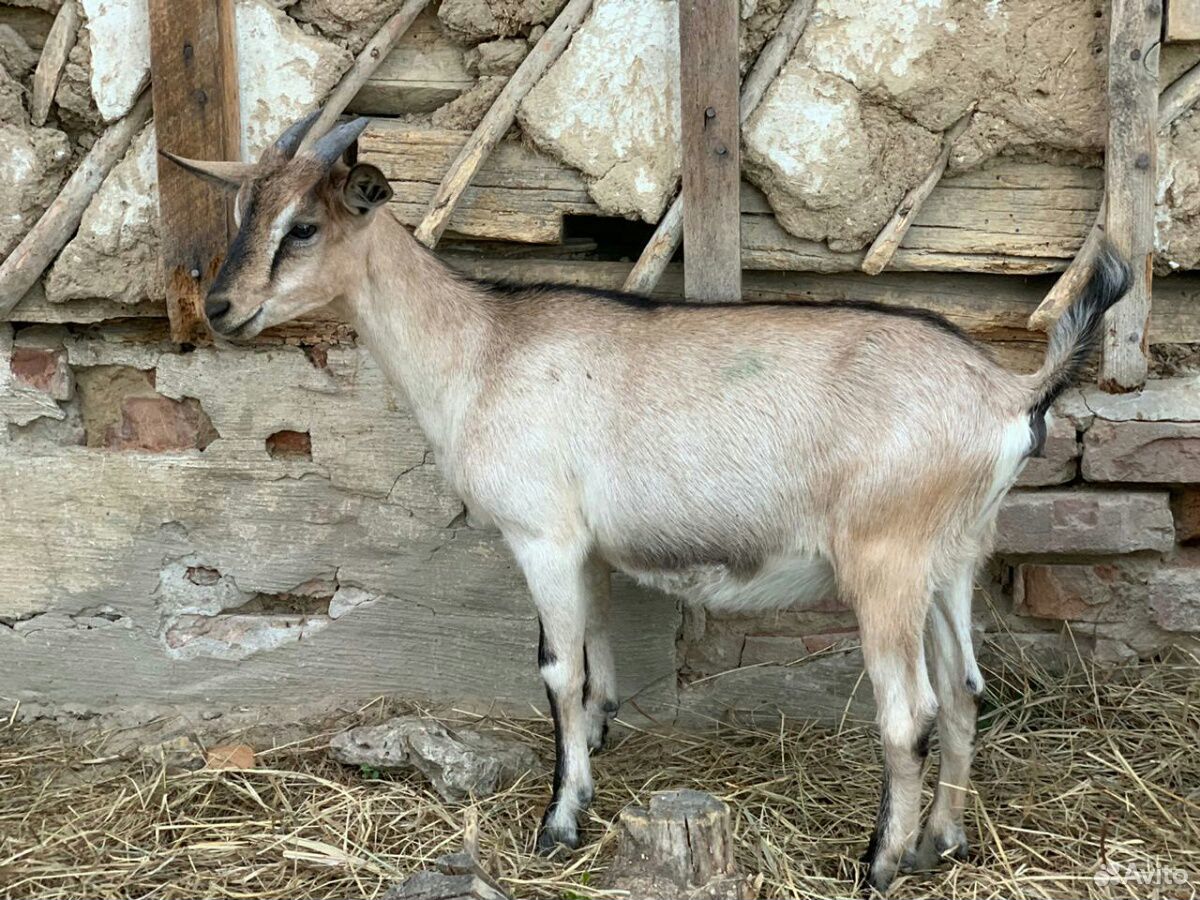 Дойная Заано-Альпийская коза с козлятами купить на Зозу.ру - фотография № 3