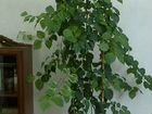 Большие взрослые растения - Бугенвилия, Педилантус объявление продам