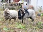 Овца и ягненок в Шатуре объявление продам