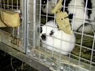 Продажа кролики объявление продам