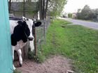Корова/Нетель объявление продам