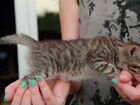 Полубенгальские котята в добрые руки. Мышеловки объявление продам