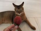 Продается абиссинский кот объявление продам