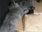 Шатландские веслоухие котята объявление продам