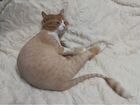 Стрижка (Груминг) кошек и котов Ярославль объявление продам