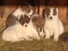 Продам щенков западно сибирской лайки 2.5 месяцев объявление продам