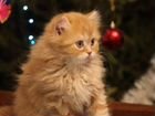 Котёнок шотландский длинношерстный(хайленд страйт) объявление продам