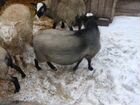 Баран овцы романовской породы объявление продам