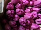 Доставка тюльпаны в Холмогорах объявление продам