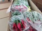 Тюльпаны объявление продам
