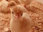 Инкубационное яйцо птицы, суточные цыплята и индюш объявление продам