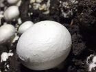 Производство грибов-шампиньонов объявление продам