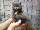 Чистокровные персидские котята объявление продам