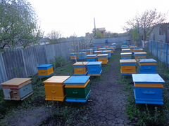 Продажа пчелосемей и пчелопакетов