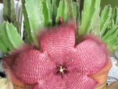 Кактус цветущий Стапелия крупноцветковая