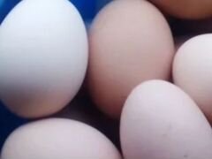 Петухи,яйцо домашнее