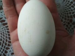 Гусиные яйца инкубационный