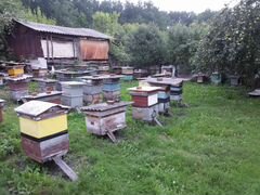 Пчелопакеты (3+ 1 рамки), пчелосемьи