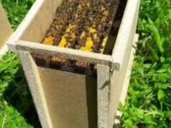 Продам пчелопакеты, семью пчел