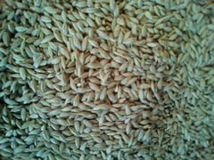 Кукуруза,ячмень,пшеница