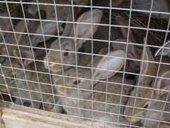 Кролики мясной породы Фландр