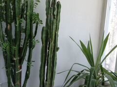 Комнатные растения: молочай, кактус, юкка, декабри