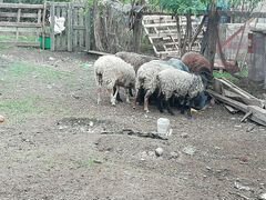 Бараны ягнята овцы