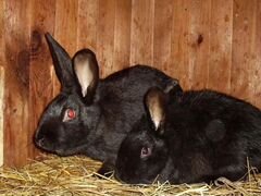 Кролики черные с серебром
