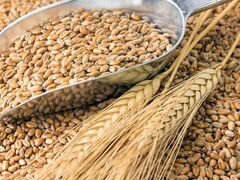Продам Ячмень пшеница просо семечки