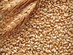 Пшеница для корма животных,птиц