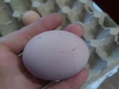 Яйцо для инкубаций домашних кур