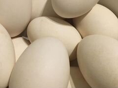 Инкубационное яйцо серого крупного гуся