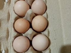 Инкубационное яйцо(микс) кур разных пород