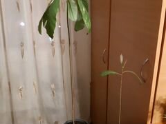 Растение авокадо (2 шт.)