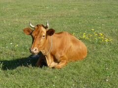 Корова красной масти с телёнком (бычок)