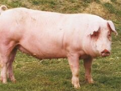Продаем свиней на мясо