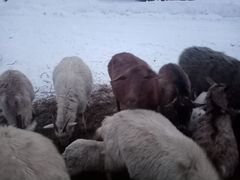 Коз с козлятами и поросят овца