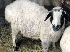 Овцы и ягнёнок эдильбай