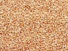 Пшеничное зерно