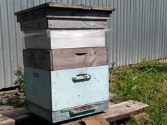 Пчелосемьи Бакфаст с ульями и без