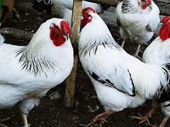 Цыплята породы Первомайская, Амрокс, Легбар (голуб