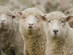 Овцы и егнята