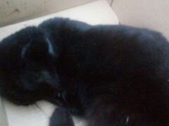 Найден черный котик вислоухий с ошейником